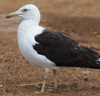 1cy fuscus in August, ringed in Finland. (81365 bytes)